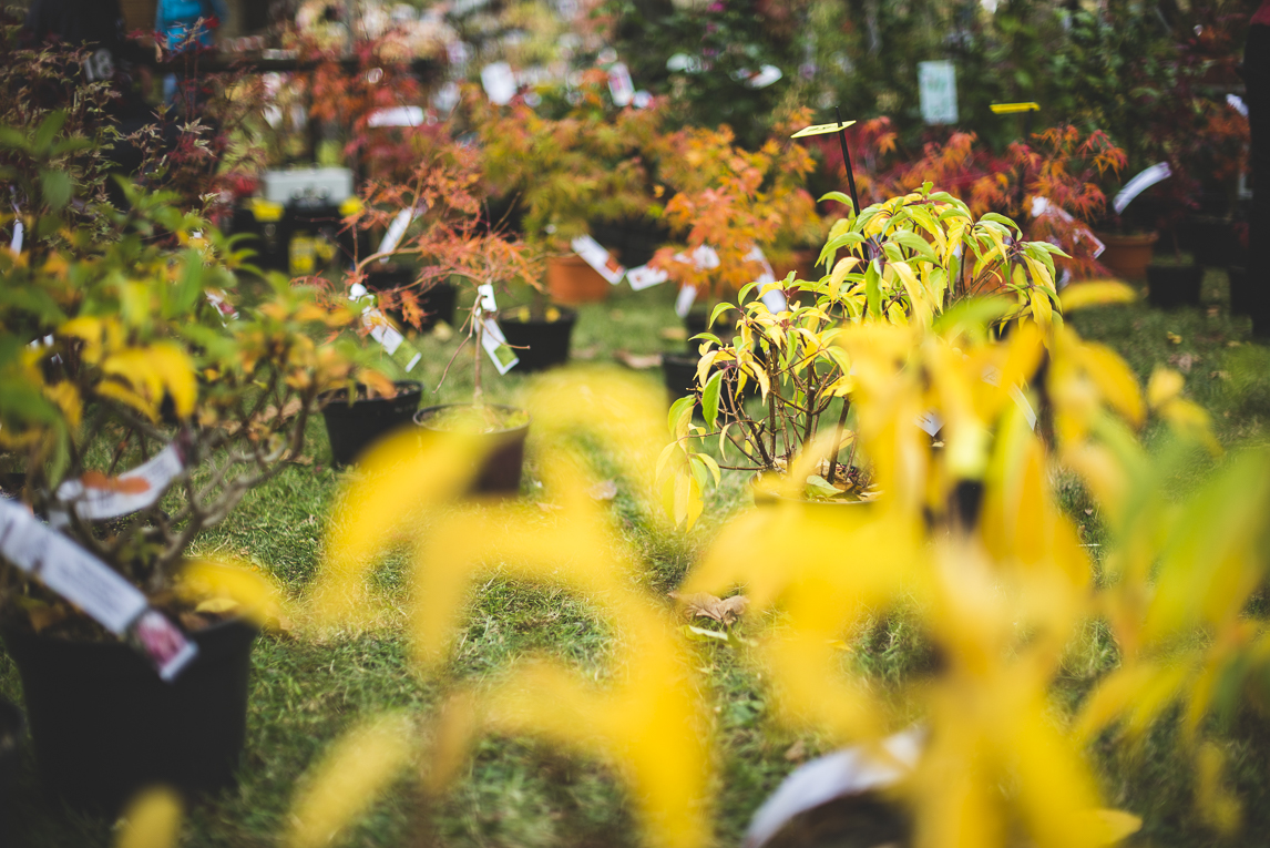 rozimages - photographie évènementielle - Expo Vente de Végétaux Rares 2015 - plantes avec feuilles de couleurs chaudes - St Elix le Chateau, France
