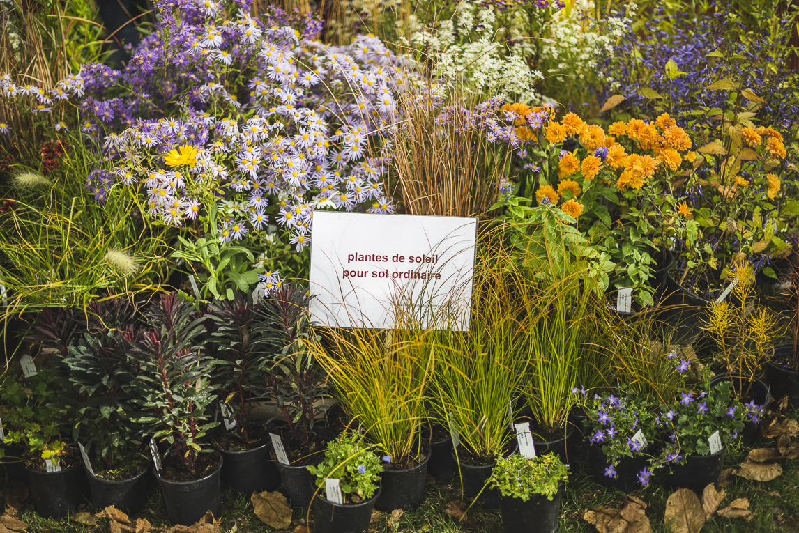 rozimages - photographie évènementielle - Expo Vente de Végétaux Rares 2015 - présentoir de plantes avec panneau au milieu - St Elix le Chateau, France