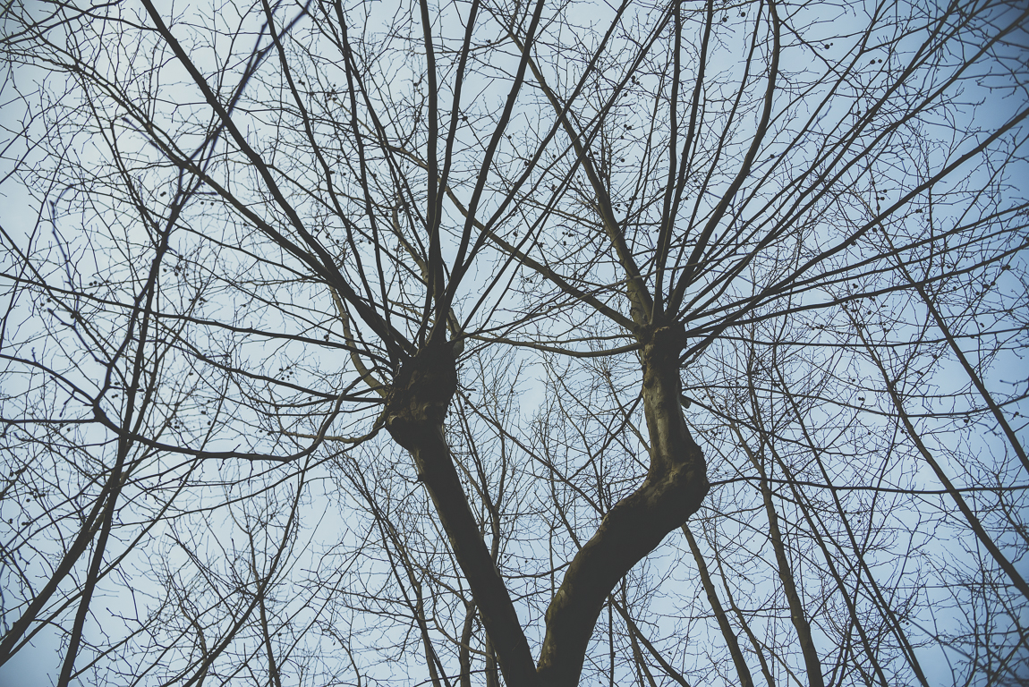 Reportage village Alan - branches d'arbre en hiver - Photographe voyage