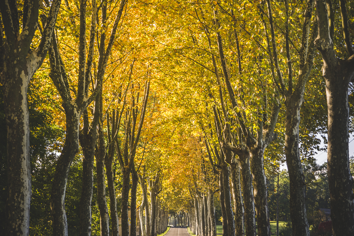 rozimages - travel photography - country road lined with tall trees with yellow leaves - Le Plan, France