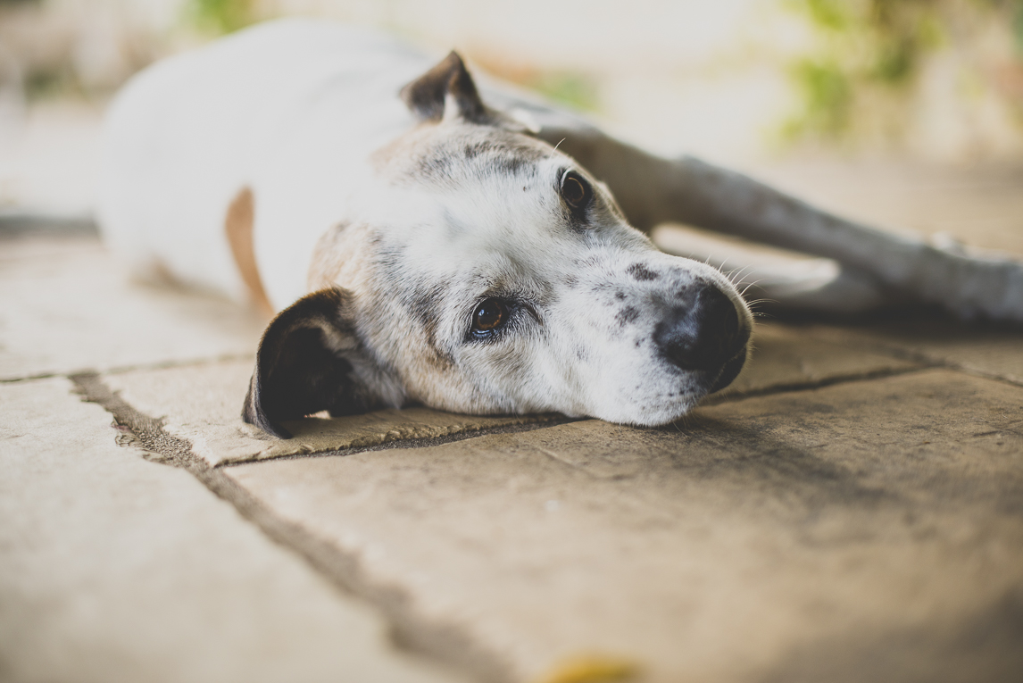 rozimages - travel photography - portrait of dog lying on terrace - Mondavezan, France