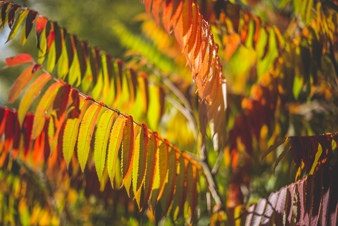 rozimages - travel photography - autumn coloured leaves - Mondavezan, France