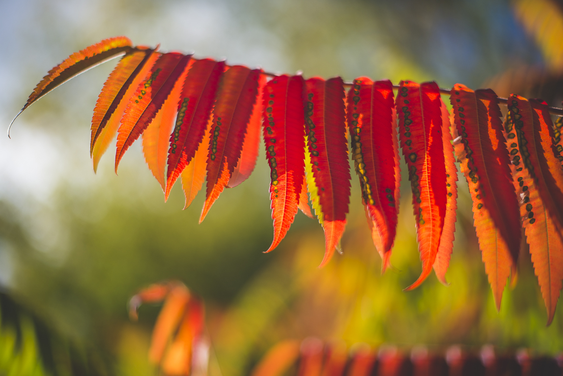 rozimages - travel photography - autumn coloured leaves - Mondavezan, France