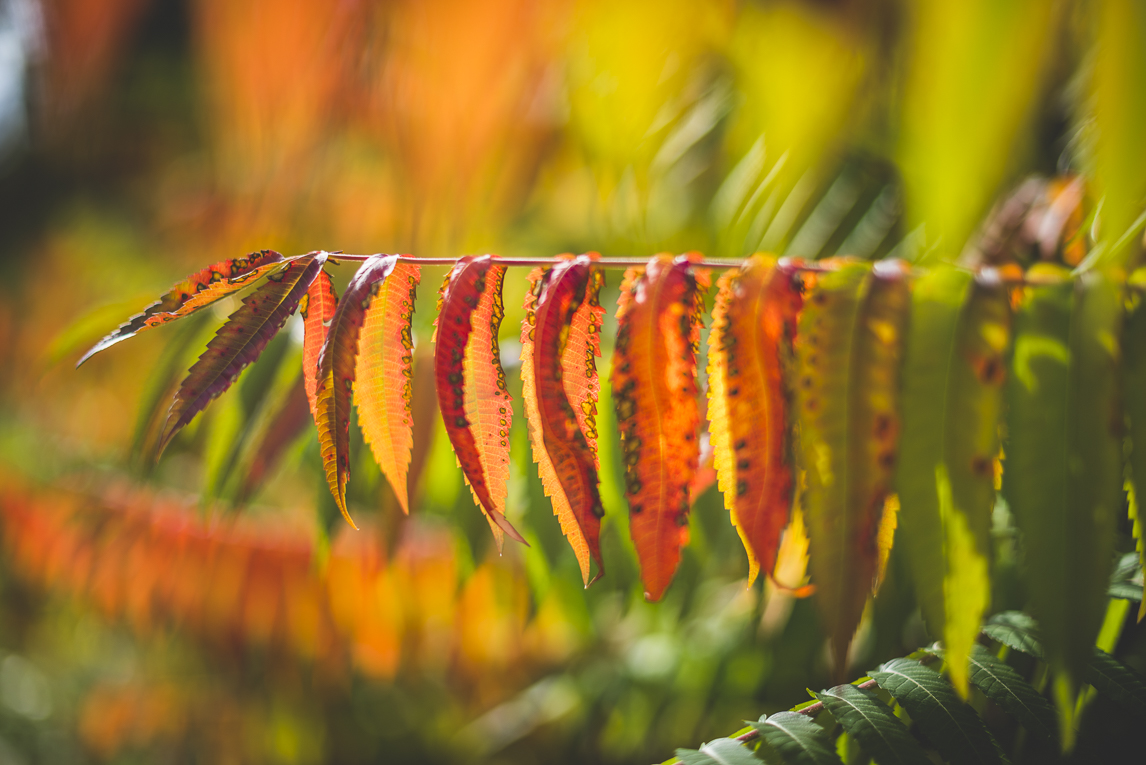 rozimages - travel photography - autumn coloured leaves - Mondavezan, France