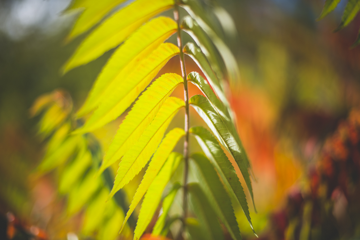 rozimages - travel photography - autumn coloured leaves - Mondavezan, France