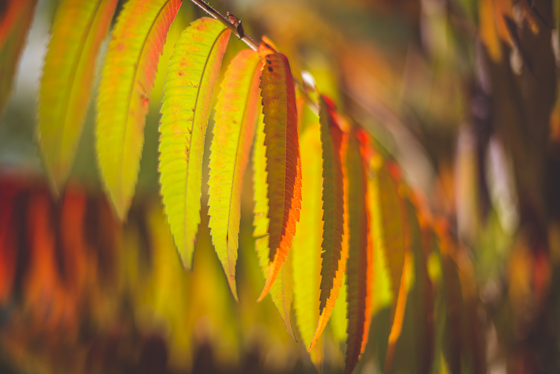 rozimages - travel photography - autumn coloured leaves - Mondavezan, France