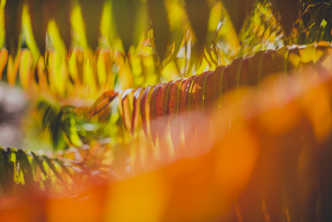 rozimages - travel photography - autumn coloured leaves - Mondavezan, France