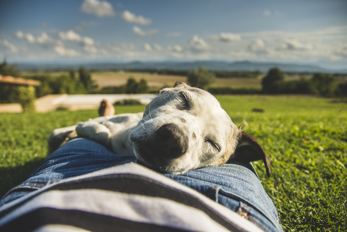 rozimages - travel photography - dog sleeping on human tummy - Mondavezan, France