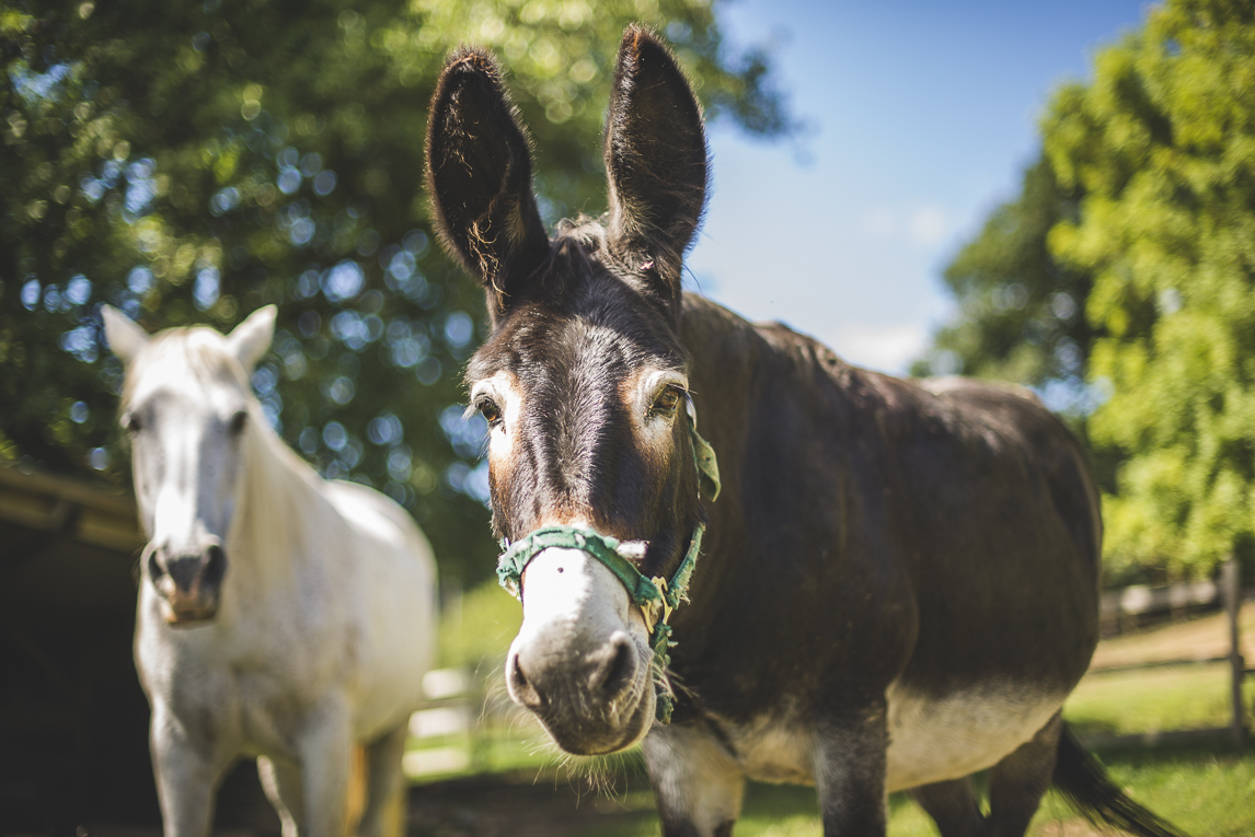 rozimages - travel photography - black donkey and white horse - Mondavezan, France