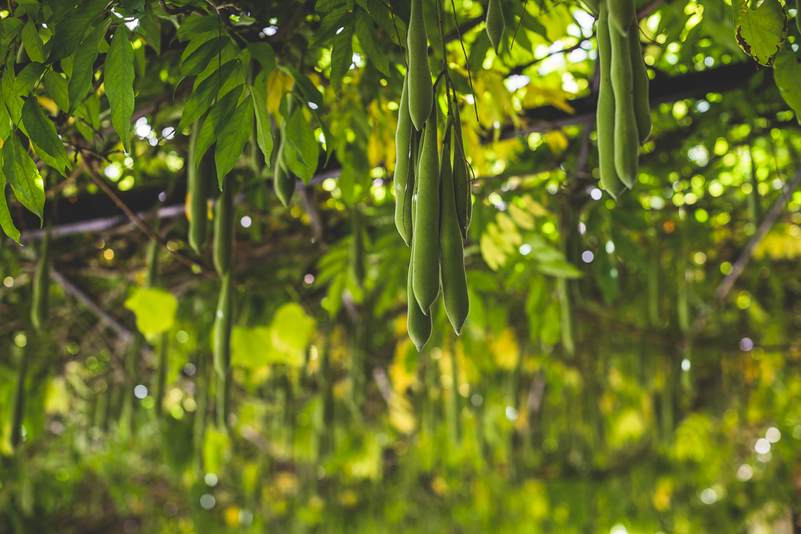 rozimages - travel photography - wisteria plant hanging - Mondavezan, France