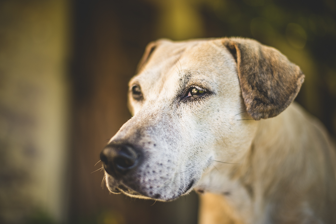 rozimages - travel photography - portrait of dog - Mondavezan, France