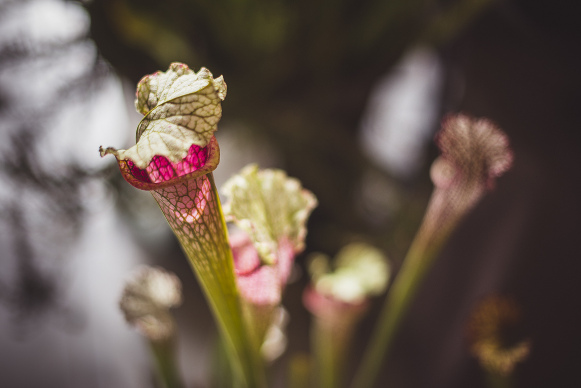 rozimages - event photography - Expo Vente de Végétaux Rares 2015 - carnivorous plants - St Elix le Chateau, France 