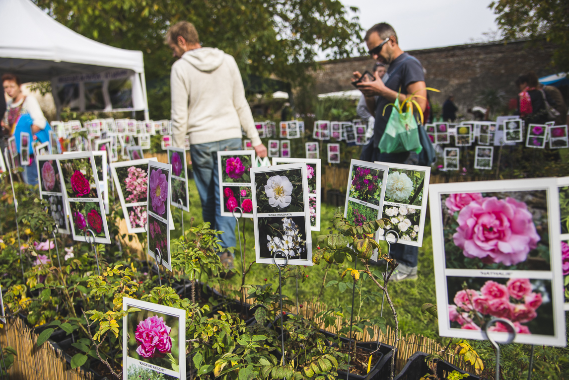 rozimages - event photography - Expo Vente de Végétaux Rares 2015 - lines of flowers on display with signs for each flower, and potential buyers looking - St Elix le Chateau, France