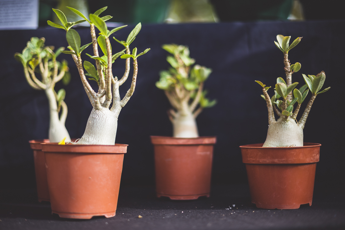 rozimages - event photography - Expo Vente de Végétaux Rares 2015 - four desert roses planted in pots - St Elix le Chateau, France