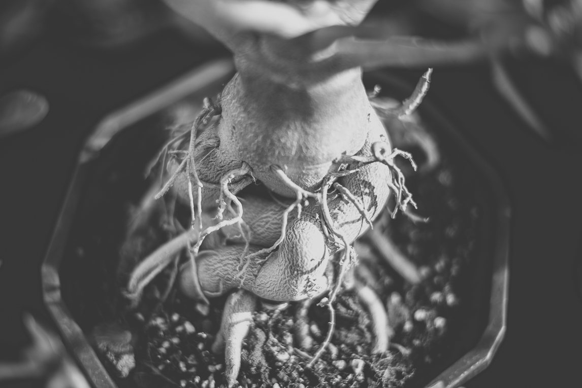 rozimages - event photography - Expo Vente de Végétaux Rares 2015 - fine and tangled roots of potted desert rose plant - St Elix le Chateau, France