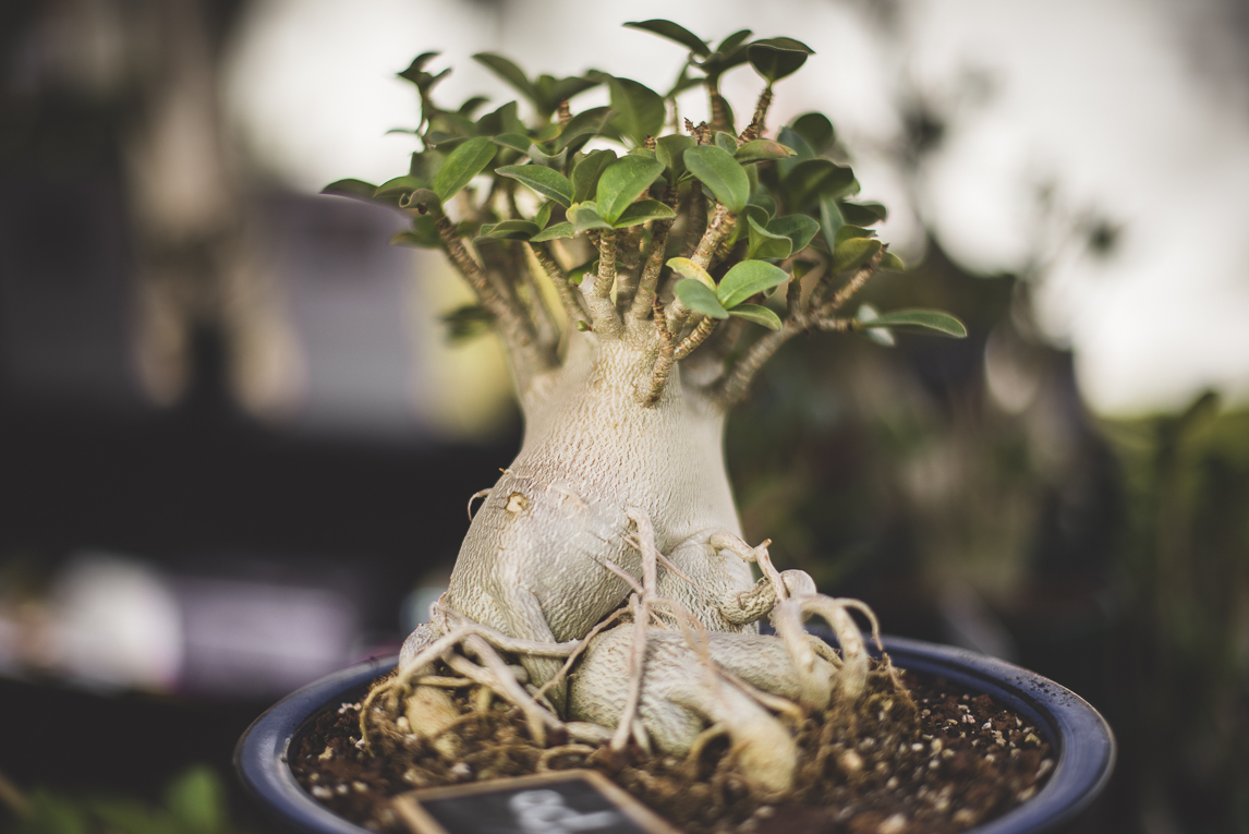 rozimages - photographie évènementielle - Expo Vente de Végétaux Rares 2015 - rose du désert en pot - St Elix le Chateau, France