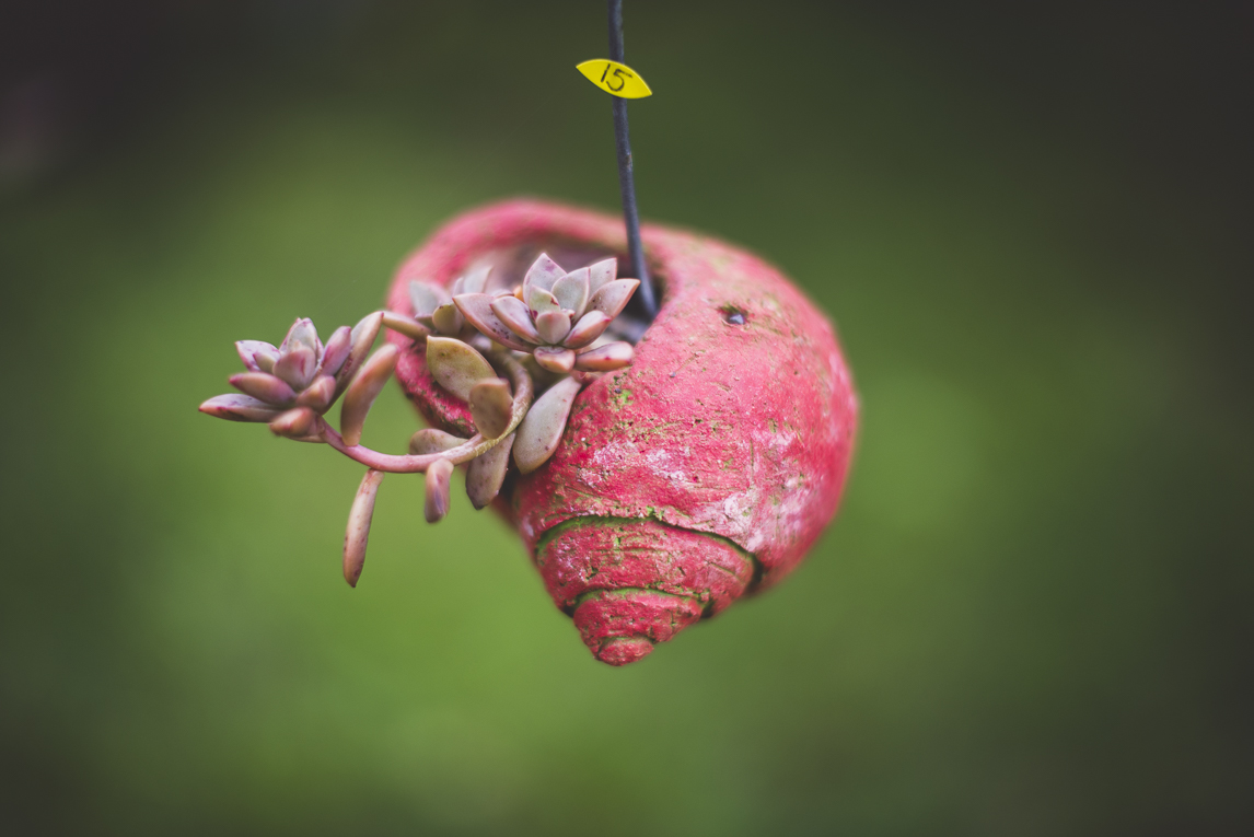 rozimages - photographie évènementielle - Expo Vente de Végétaux Rares 2015 - récipient sculpté et suspendu pour petites plantes succulentes - St Elix le Chateau, France