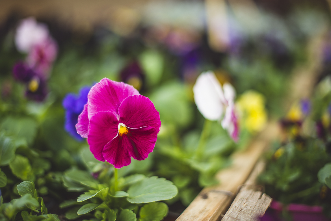 rozimages - photographie évènementielle - Expo Vente de Végétaux Rares 2015 - fleurs pensées - St Elix le Chateau, France