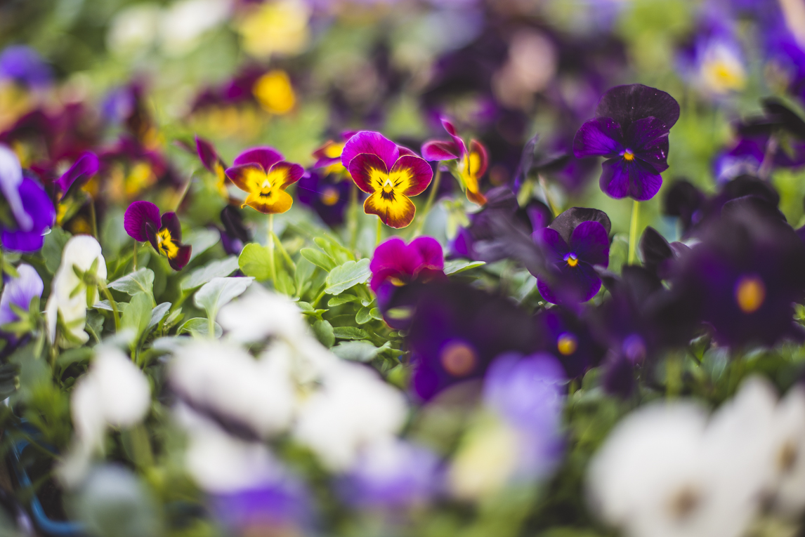 rozimages - photographie évènementielle - Expo Vente de Végétaux Rares 2015 - fleurs pensées - St Elix le Chateau, France