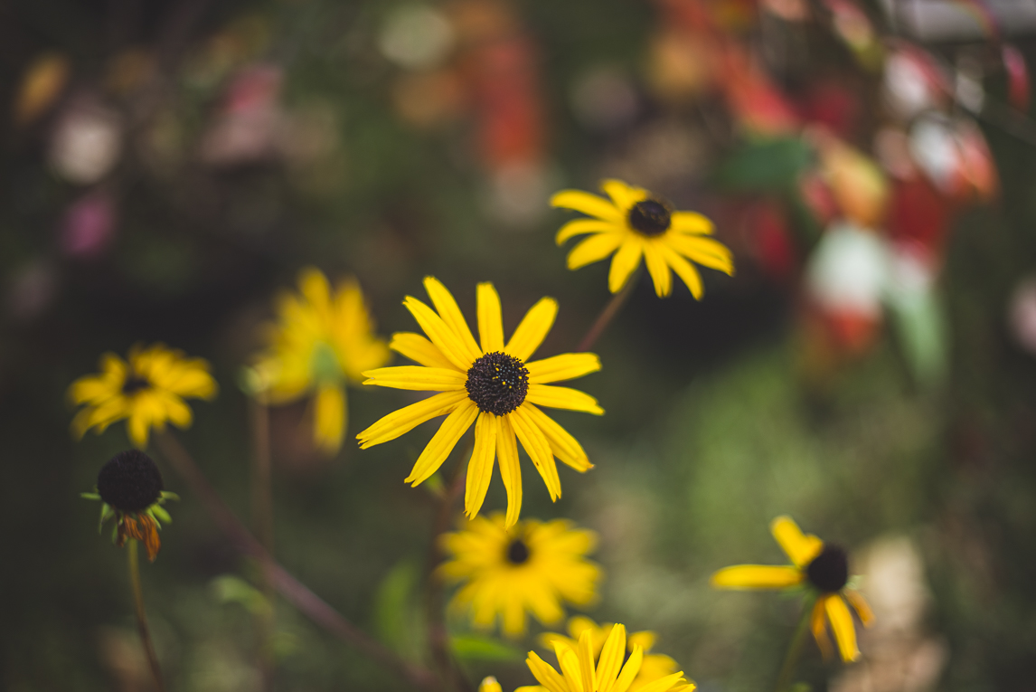 rozimages - event photography - Expo Vente de Végétaux Rares 2015 - rudbeckia flowers - St Elix le Chateau, France