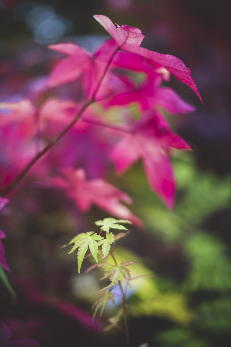 rozimages - photographie évènementielle - Expo Vente de Végétaux Rares 2015 - feuilles de couleur - St Elix le Chateau, France