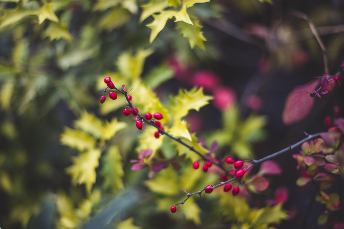 rozimages - event photography - Expo Vente de Végétaux Rares 2015 - yellow holly leaves and red berries - St Elix le Chateau, France