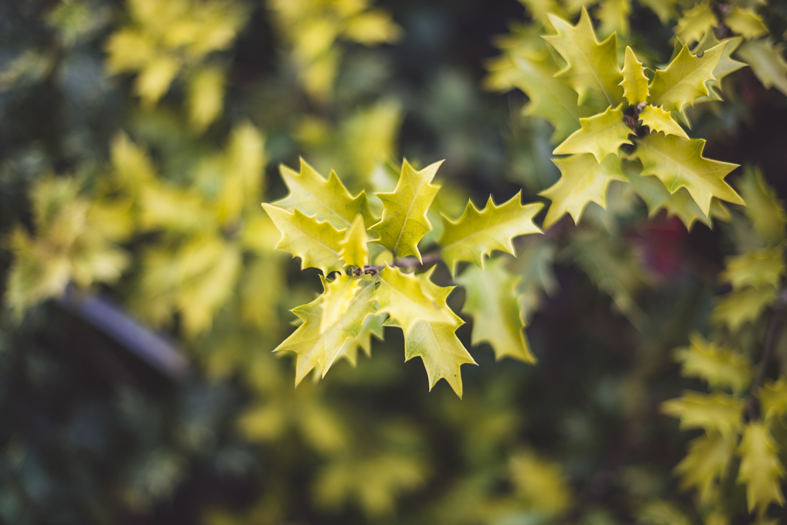 rozimages - photographie évènementielle - Expo Vente de Végétaux Rares 2015 - feuilles jaunes de houx - St Elix le Chateau, France