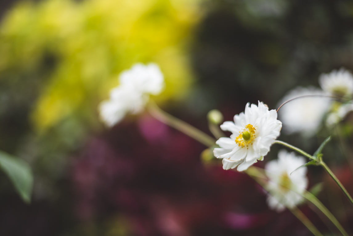 rozimages - event photography - Expo Vente de Végétaux Rares 2015 - close-up of white flowers with colourful background - St Elix le Chateau, France