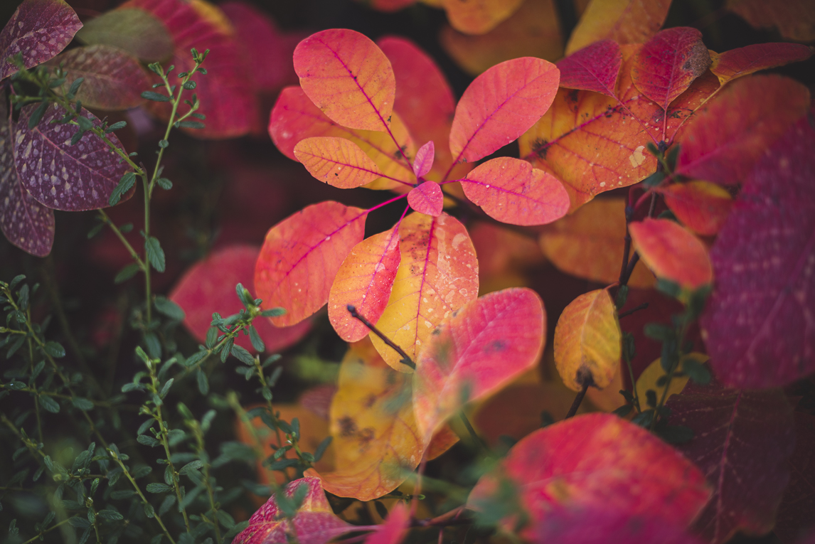 rozimages - event photography - Expo Vente de Végétaux Rares 2015 - cotinus grace plant - St Elix le Chateau, France