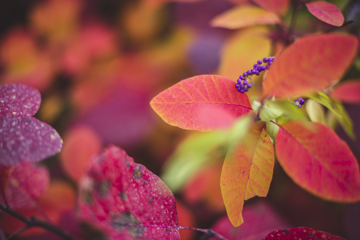 rozimages - photographie évènementielle - Expo Vente de Végétaux Rares 2015 - plante cotinus grace - St Elix le Chateau, France