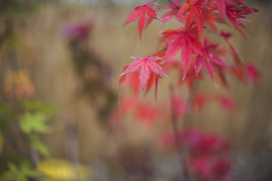 rozimages - photographie évènementielle - Expo Vente de Végétaux Rares 2015 - érable du japon - St Elix le Chateau, France