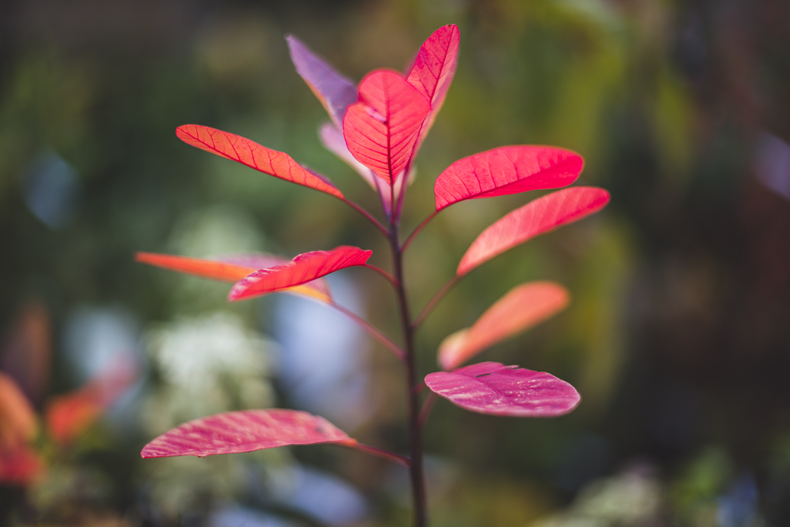 rozimages - event photography - Expo Vente de Végétaux Rares 2015 - cotinus obovatus plant - St Elix le Chateau, France