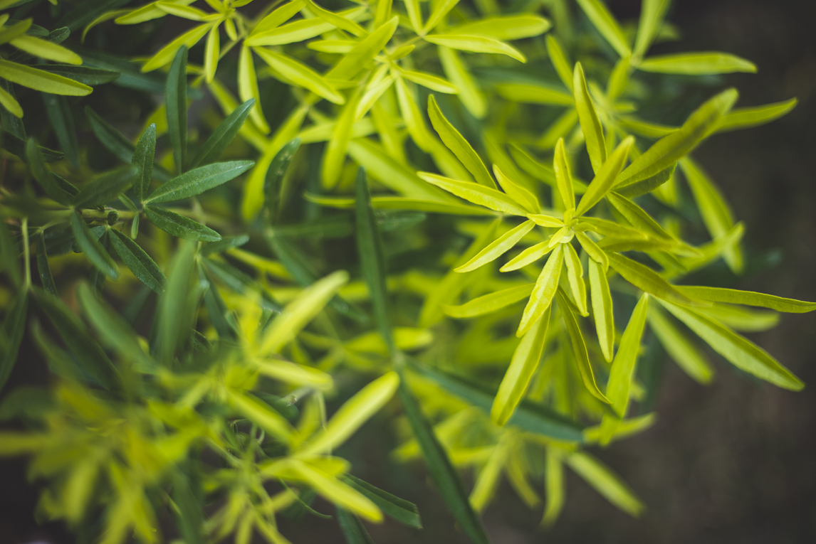 rozimages - event photography - Expo Vente de Végétaux Rares 2015 - green leaves - St Elix le Chateau, France