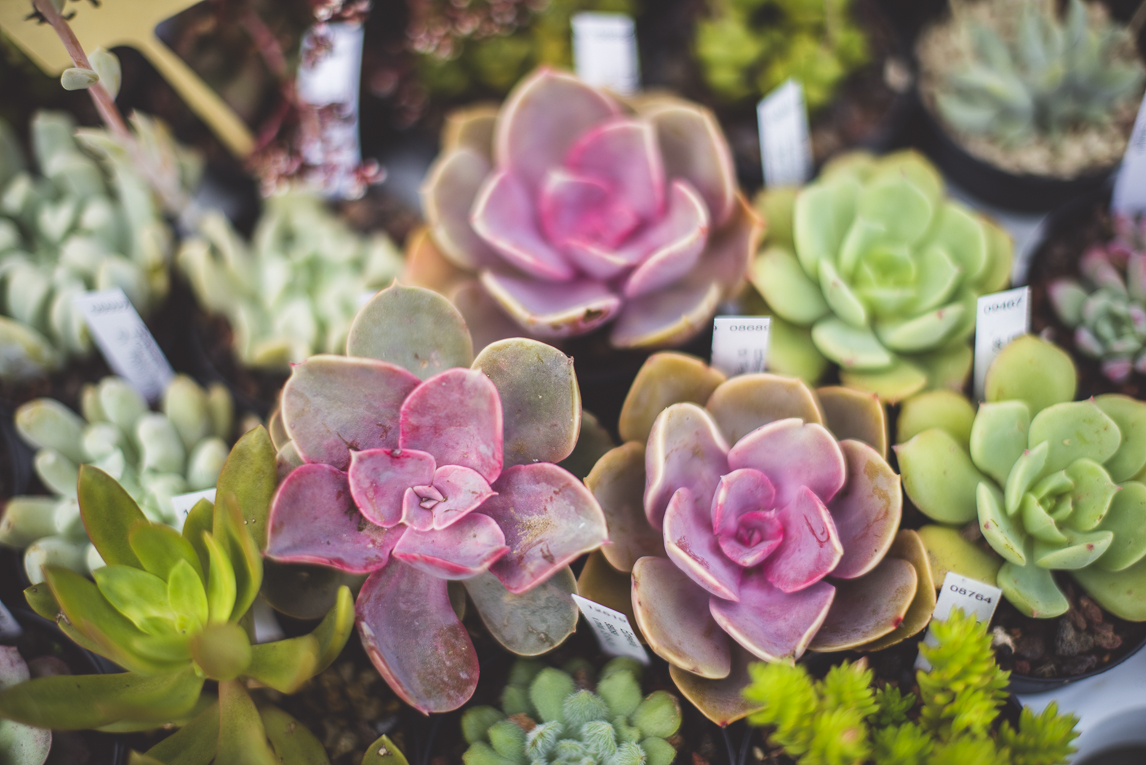 rozimages - photographie évènementielle - Expo Vente de Végétaux Rares 2015 - petites plantes succulentes - St Elix le Chateau, France