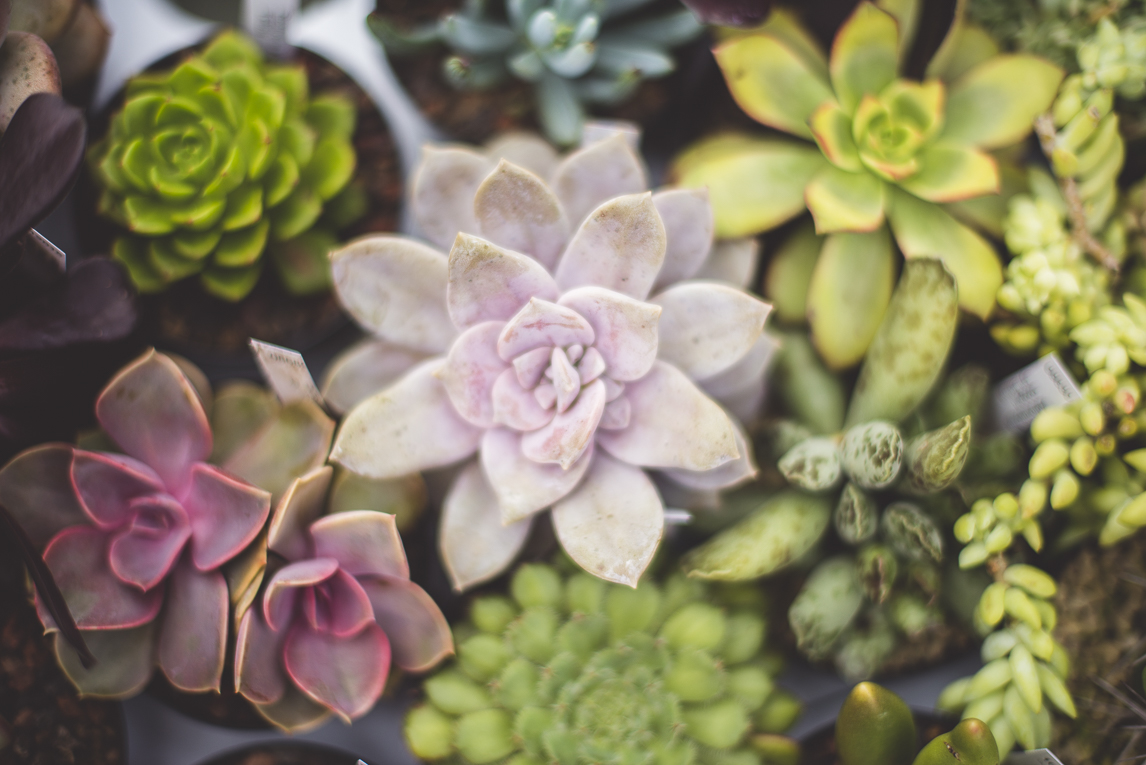 rozimages - event photography - Expo Vente de Végétaux Rares 2015 - little succulents - St Elix le Chateau, France