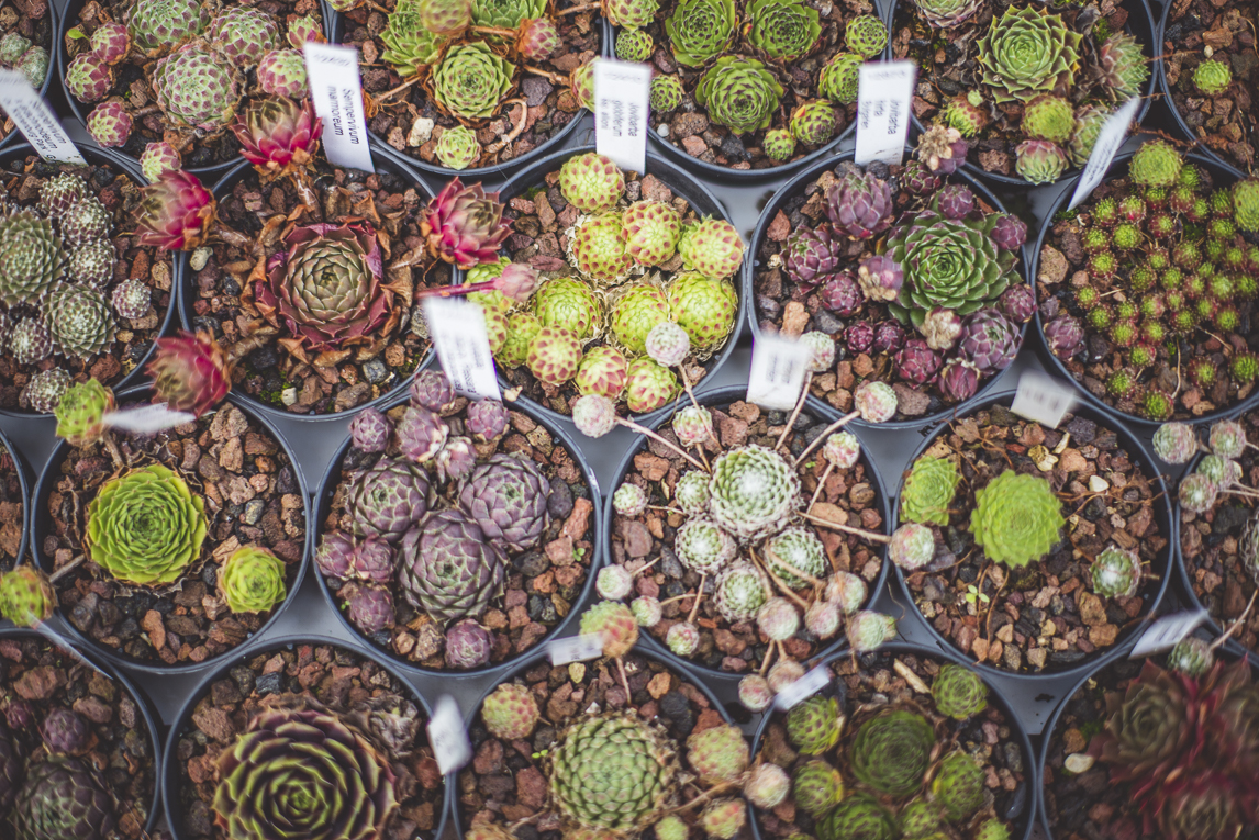 rozimages - event photography - Expo Vente de Végétaux Rares 2015 - lines of little succulents in pots - St Elix le Chateau, France