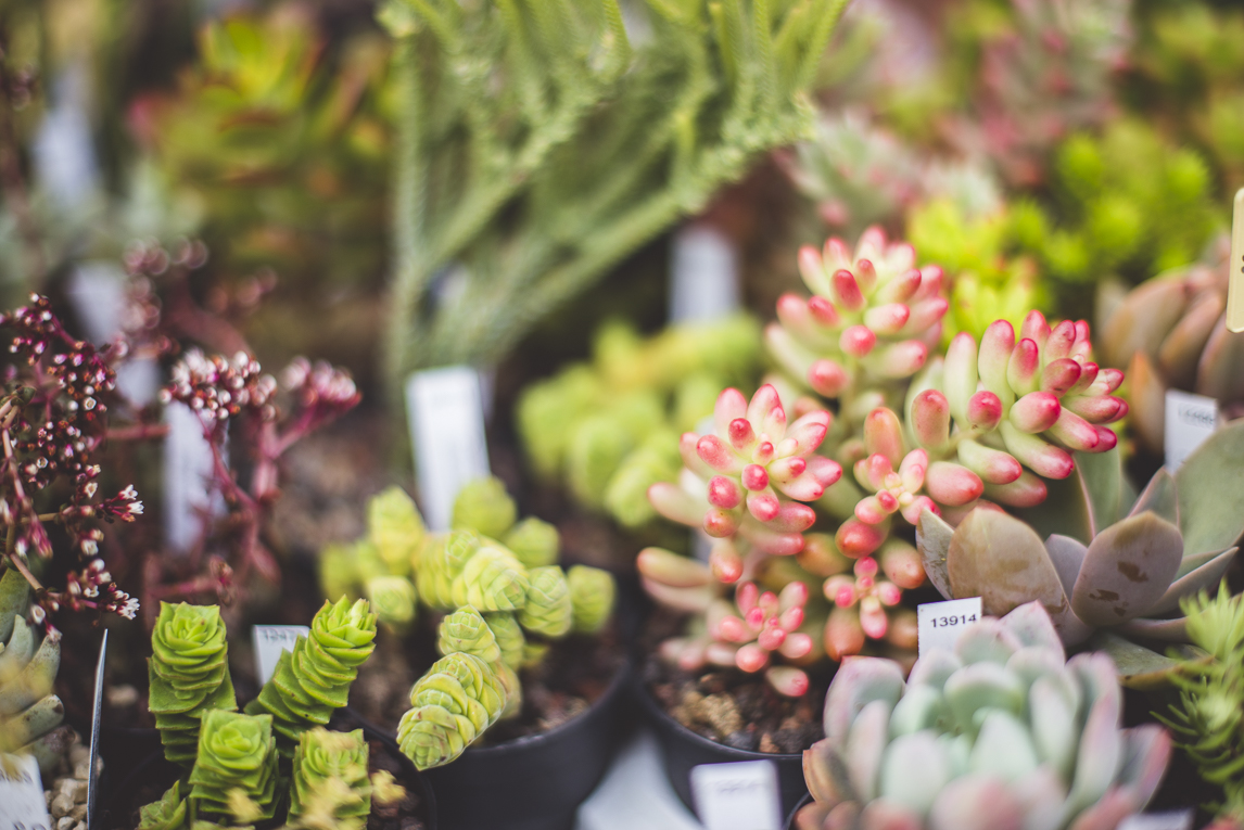 rozimages - event photography - Expo Vente de Végétaux Rares 2015 - little succulents - St Elix le Chateau, France