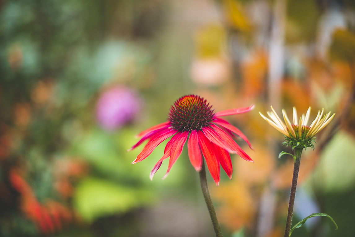 rozimages - photographie évènementielle - Expo Vente de Végétaux Rares 2015 - gros plan sur fleur echinacea - St Elix le Chateau, France