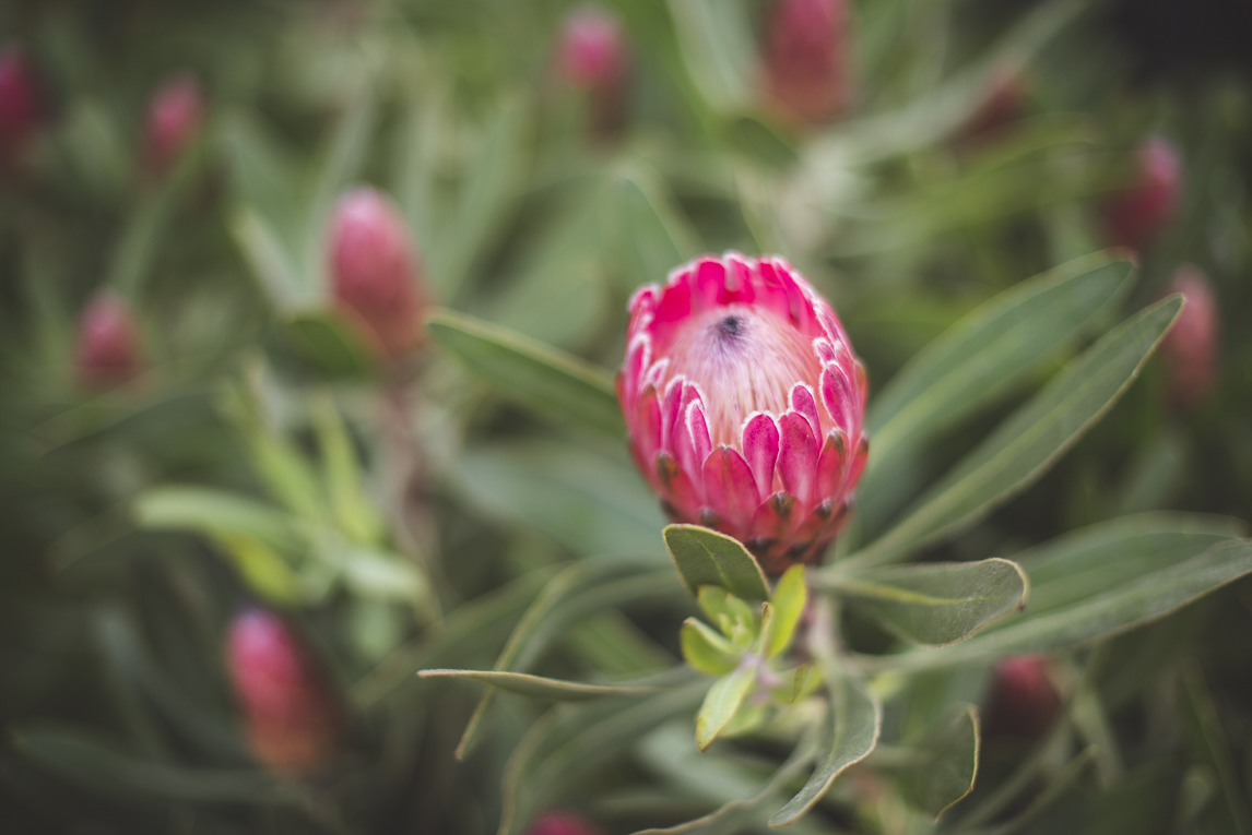 rozimages - event photography - Expo Vente de Végétaux Rares 2015 - protea pink ice flower - St Elix le Chateau, France