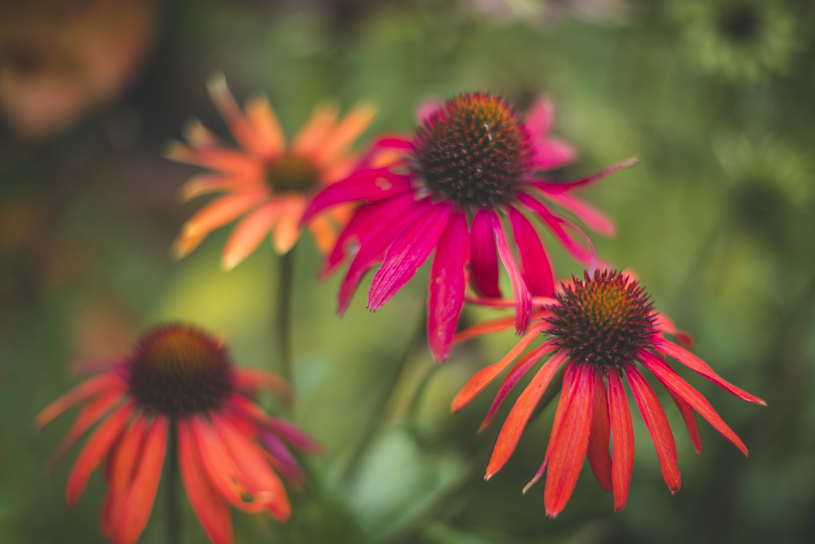 rozimages - photographie évènementielle - Expo Vente de Végétaux Rares 2015 - gros plan sur fleurs echinacea - St Elix le Chateau, France