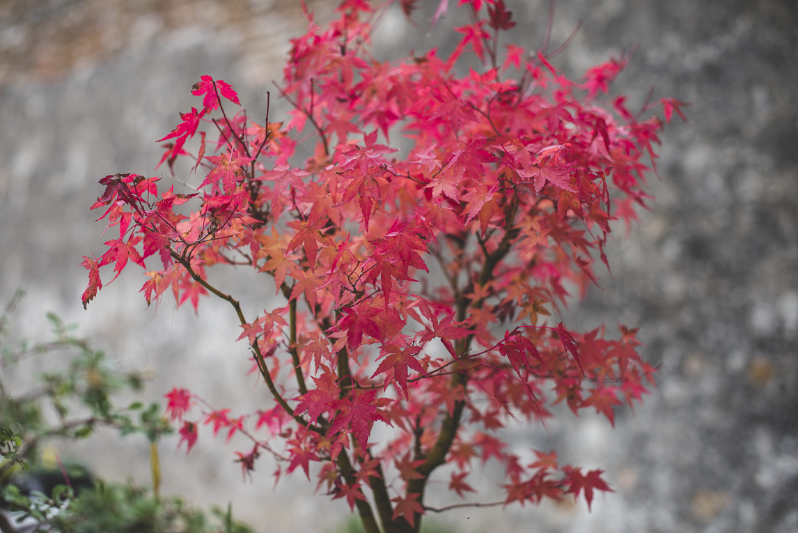 rozimages - photographie évènementielle - Expo Vente de Végétaux Rares 2015 - bonsai avec feuilles roses - St Elix le Chateau, France