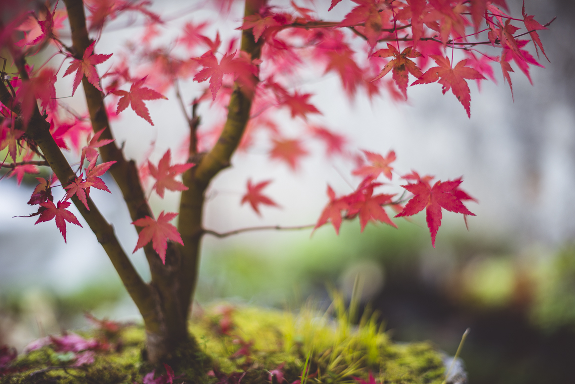 rozimages - event photography - Expo Vente de Végétaux Rares 2015 - bonsai with pink leaves - St Elix le Chateau, France