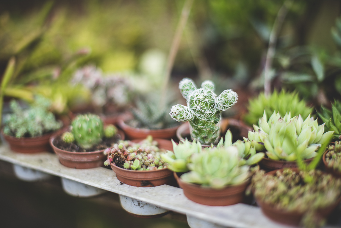 rozimages - photographie évènementielle - Expo Vente de Végétaux Rares 2015 - rangées de mini cactus et plantes succulentes - St Elix le Chateau, France