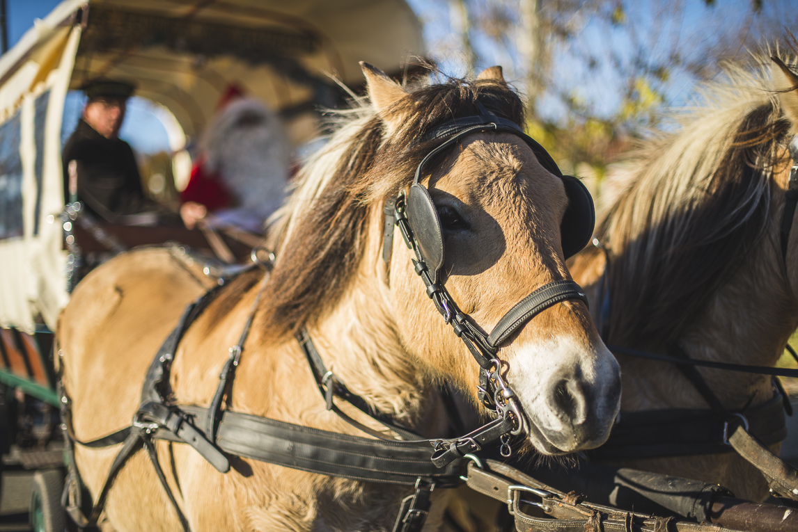 rozimages - event photography - community event - Christmas Market 2015 - horse drawn carriage - Mondavezan, France