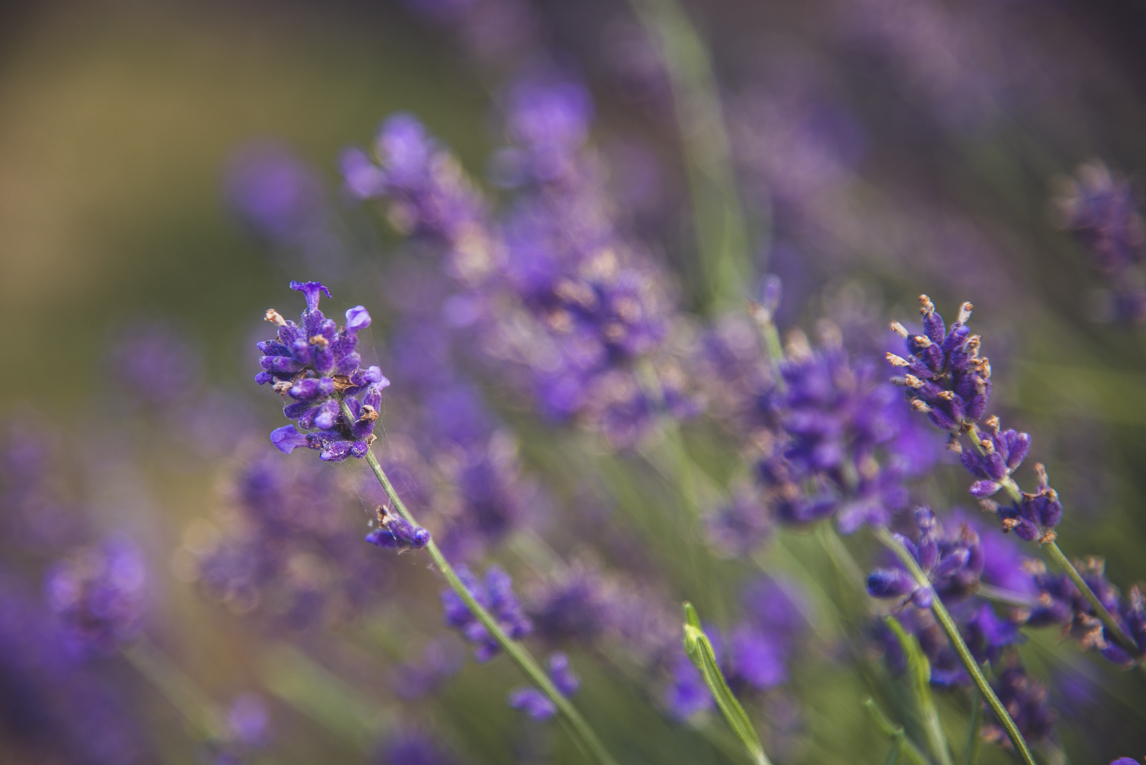 rozimages - commercial photography - bed and breakfast - Five Rivers Retreat B&B - close up of lavender flowers - Lumsden, New Zealand