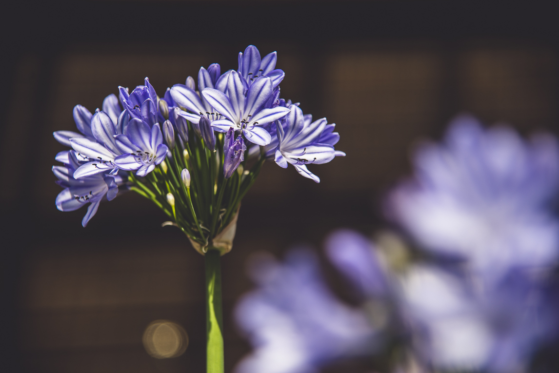 rozimages - commercial photography - bed and breakfast - Five Rivers Retreat B&B - close up of agapanthus flower - Lumsden, New Zealand