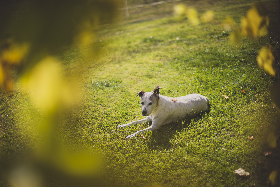 rozimages - travel photography - dog lying on the grass - Mondavezan, France