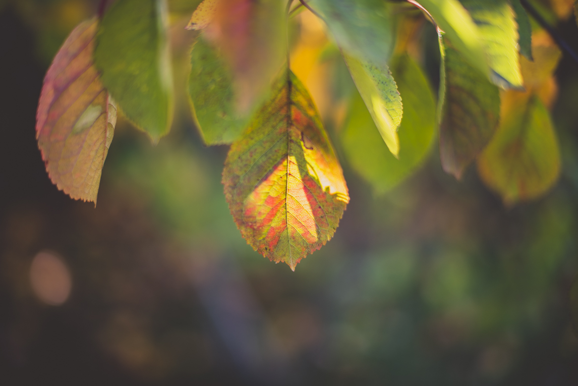 rozimages - travel photography - leaves - Mondavezan, France