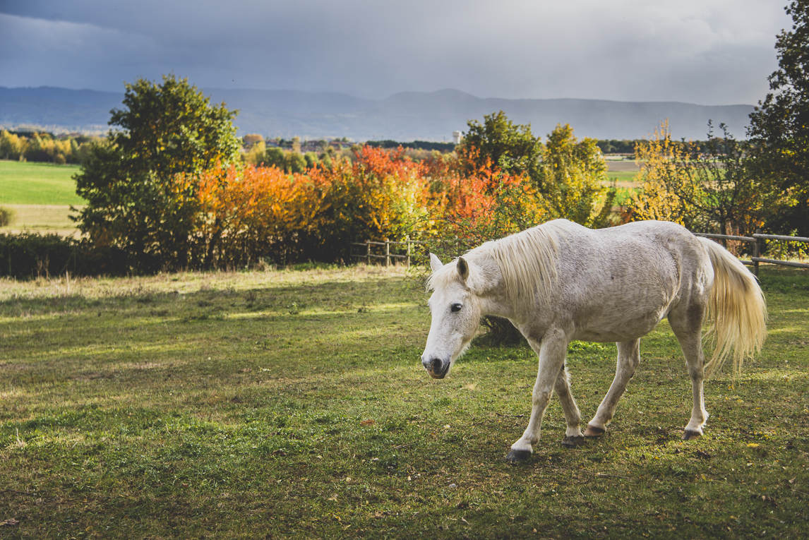 rozimages - travel photography - white horse - Mondavezan, France