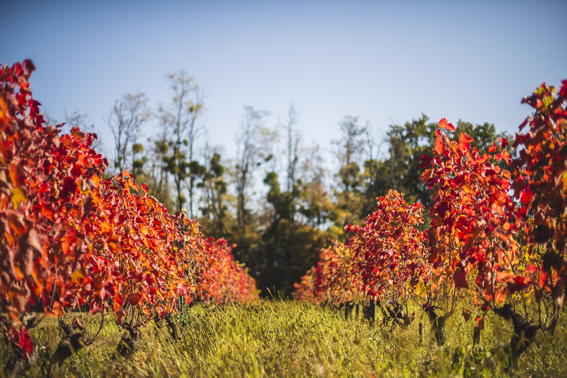 rozimages - travel photography - red vineyard - Haute-Garonne, France